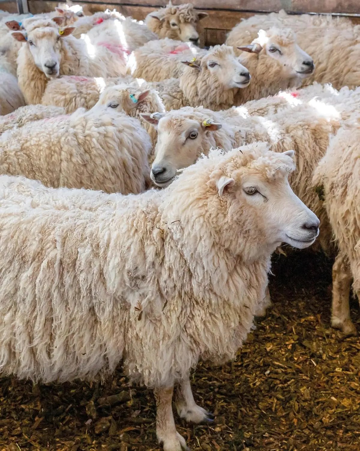 The Wonder of Wool - A Knitter's guide to pure breed sheep